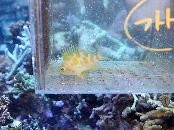 海水魚 キンチャクダイ 生体 約15-20㎝ /アクアリウム タテキン ヤッコ