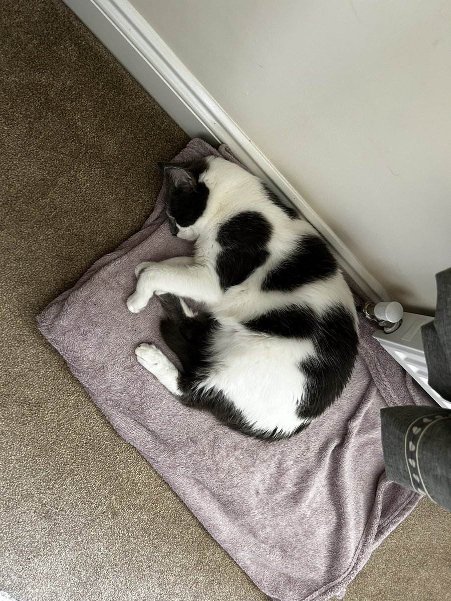 Another dreadful day for him whilst I work #CatsOfTwitter