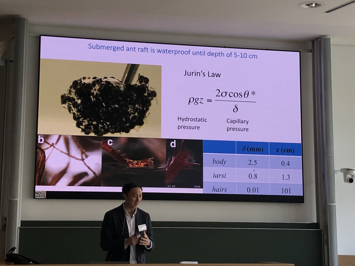 GTheraulaz's tweet photo. Today we started our breakfast with a spoonful of ants rafting and a soup of maggots at #active23 and the funny physics behind these phenomena in the talk of David Hu (Georgia Institute of Technology) https://t.co/AOZOd2mh5I