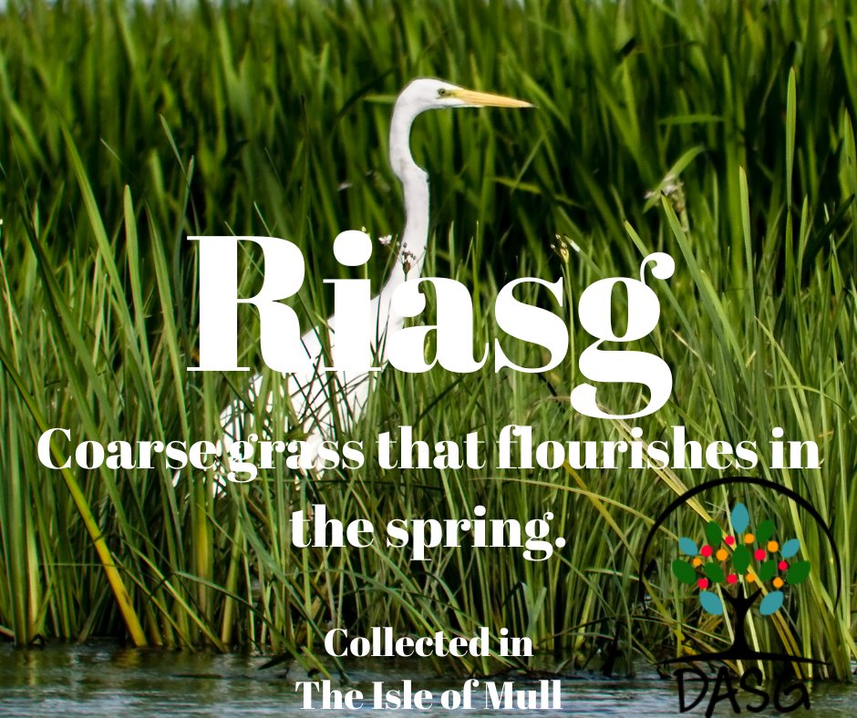 DASG_Glaschu's tweet photo. https://t.co/xHP4tYJip7
🌅
RIASG - COARSE GRASS THAT FLOURISHES IN THE SPRING
🌱
#Earrach #Spring #Riasg #Feur #Grass #Boglach #Bogan #Mòinteach #Moor #Bog
⛰️
#Muile #IsleOfMull
#Gàidhlig #Gaelic #ScottishGaelic
#DigitalArchiveofScottishGaelic #DASG https://t.co/AZE0LDHgio