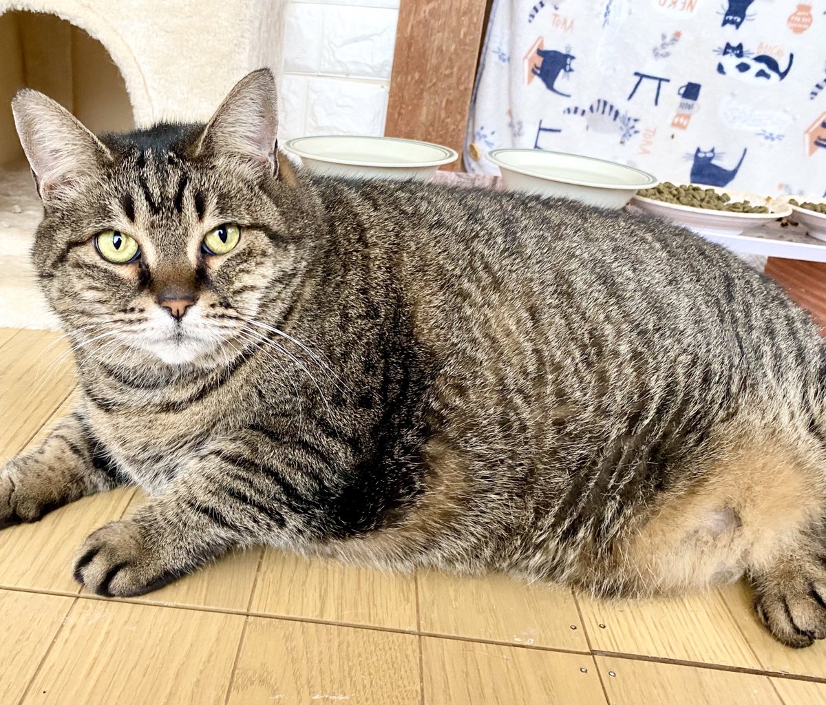 ぽっちゃり猫のサラさん🐱と多頭飼い生活 (@spiral46976108) / Posts / X