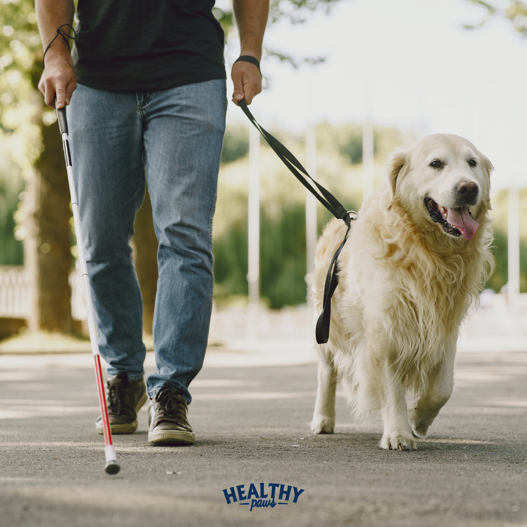 International Guide Dog Day 🐾
We all know how wonderful our dogs are, and Guide Dogs are one of the fantastic reasons why dogs are so special 🤗