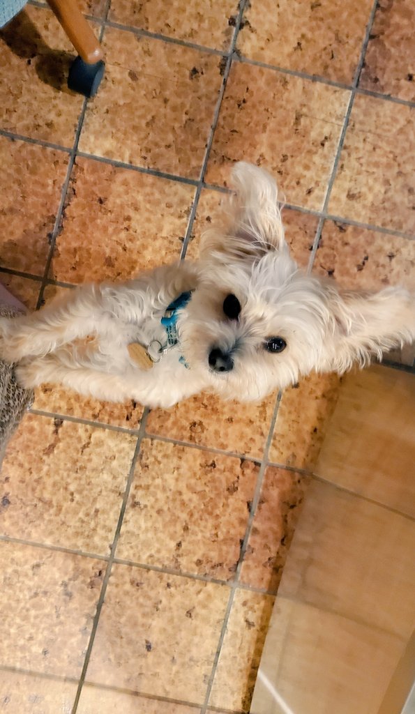 Sfs301987's tweet photo. Astro is part bat, I'm convinced. https://t.co/XFCx1ZrdOn
