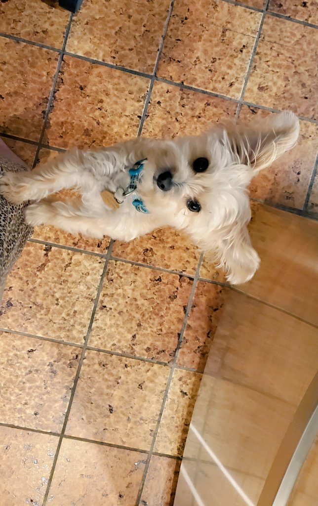 Sfs301987's tweet photo. Astro is part bat, I'm convinced. https://t.co/XFCx1ZrdOn