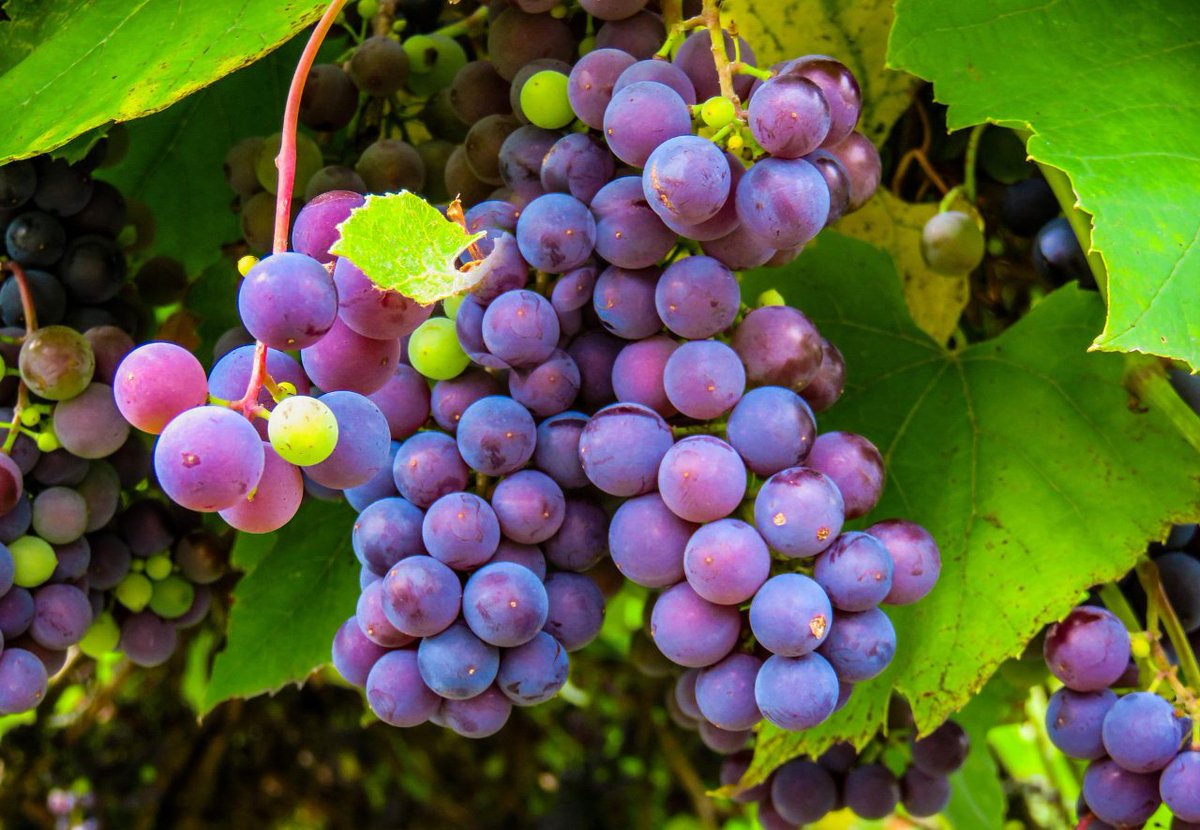 En el proyecto <a href="/greenvineyards/">full name</a>, hemos identificado las competencias que deben tener los trabajadores del sector del 🍷 para garantizar la sostenibilidad de sus actividades.
Son 15 competencias esenciales que puedes encontrar aquí ➡️bit.ly/3oEcHFM

Se viene hilo 🧵