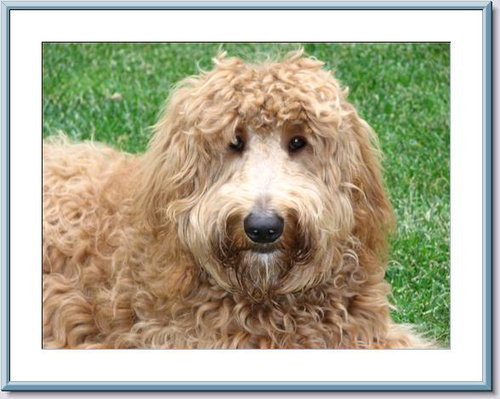 decdebring's tweet photo. #DebsDoodles is a family-owned and operated breeder of beautiful #Goldendoodles, located in #Montana. We are committed to breeding puppies that will be fantastic additions to your family and that are healthy, joyful, and well-socialized. 
https://t.co/WvKLC1oOl6 https://t.co/9TJUlqeD83