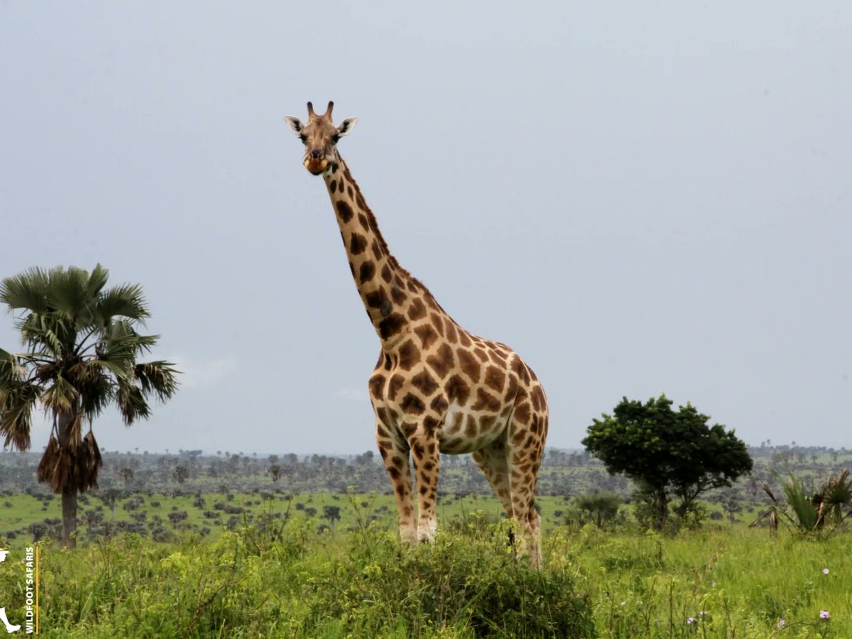 Murchison Falls National Park - Home to the world's strongest waterfall. It is one of our top most recommended destinations for Safari goes to Uganda. Let's visit today. #POATE2023 | WildFoot Safaris | wildfootsafarisug.com | info@wildfootsafarisug.com