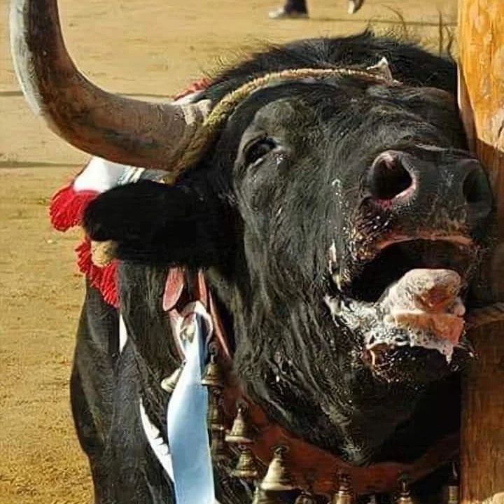 ruben_prz's tweet photo. No hay buenos días para quien disfruta del maltrato animal y lo llama "Patrimonio Cultural" 🤮 https://t.co/mRDbHs91Kf