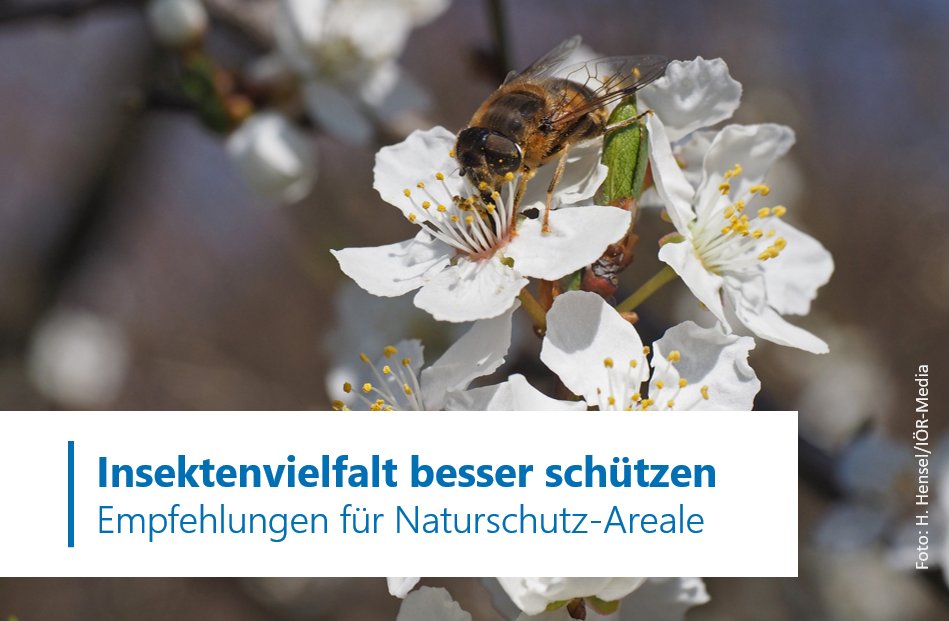 Der Erhalt der #Biodiversität muss in Naturschutzgebieten oberste Priorität haben – DINA-Projekt zum Schutz der Insektenvielfalt gibt zum Abschluss Empfehlungen 👉 ioer.de/presse/aktuell…
#naturschutz