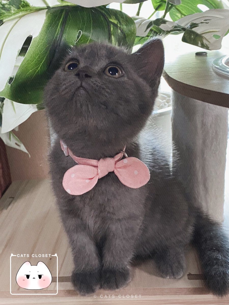 __CatsCloset's tweet photo. ปลอกคอน้องแมว Handmade สุดน่ารัก ตัวล็อกเป็นแบบนิรภัยปลอดภัยต่อน้อง ๆ ₍˄·͈༝·͈˄*₎◞ ̑̑💛

สามารถเลือกสีผ้าได้
มี 2 ไซส์ (S/M)
ราคา 59฿ - 89฿
สอบถาม/สั่งซื้อทาง dm

#ปลอกคอนิรภัยแมว #ปลอกคอแมว #ปลอกคอสัตว์เลี้ยง #ของใช้แมว #breakawaycatcollar #catcollar #catthings #petthings https://t.co/LlRUfOYy06