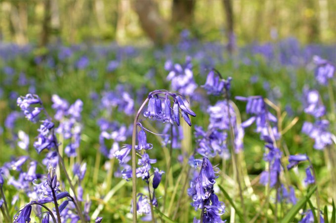 BioDataCentre's tweet photo. Some great recording activity taking place within the #SpringFlowersProject with over 3000+ submitted for our 20 chosen species.
Remember to submit your sightings through Ireland's Citizen Science Portal: https://t.co/XJ0UaMUcwf https://t.co/Zj4vCoyYhP