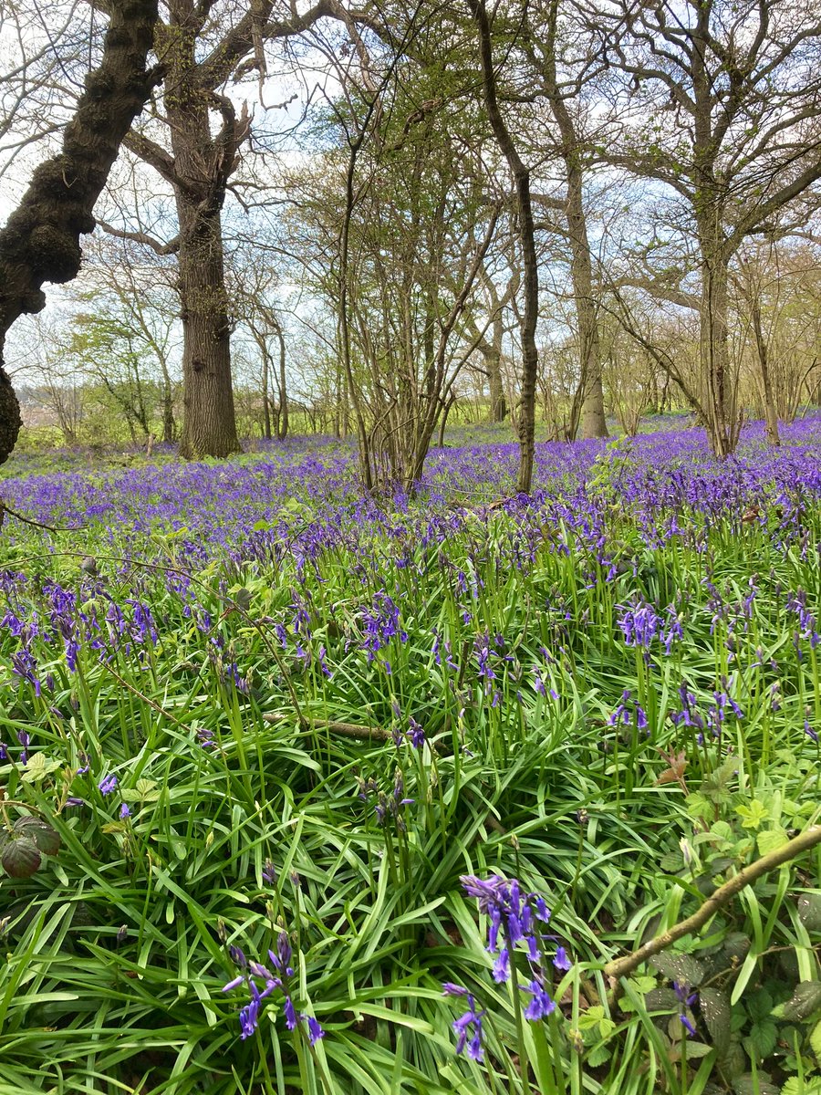 Bluebells are already out 💙💙#bluebellwoods #ancientwoodlands