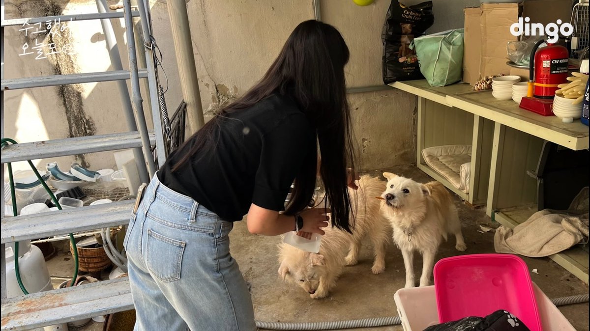 ssssssirieol's tweet photo. 펫푸드 가게를 하시는 팬의 가게에서
간식을 주문해서 유기견 보호센터에 기부한 서명호..

이..
이 아름다운 장면 뭐임? https://t.co/QwilJRdSLr