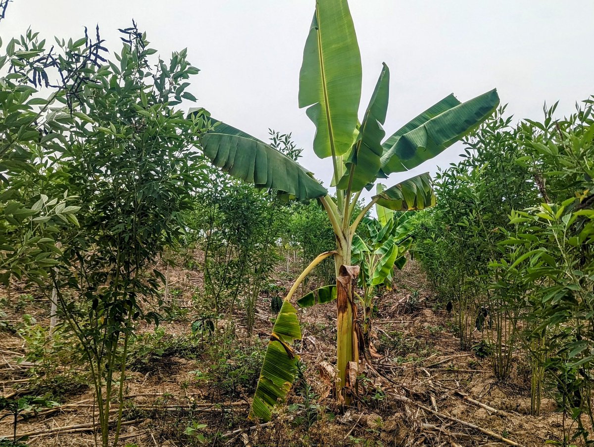 PhTixier's tweet photo. Excellent visit by EU representatives of the diversified cropping systems designed in the #ASSETProject in #Laos in the province of Xieng Khouang. A fine example of #agroecology carried out in #dp_asea @inTeR_dPs by @Cirad with Pafo, Dafo, Dalam. https://t.co/e0G5Wgr7ea