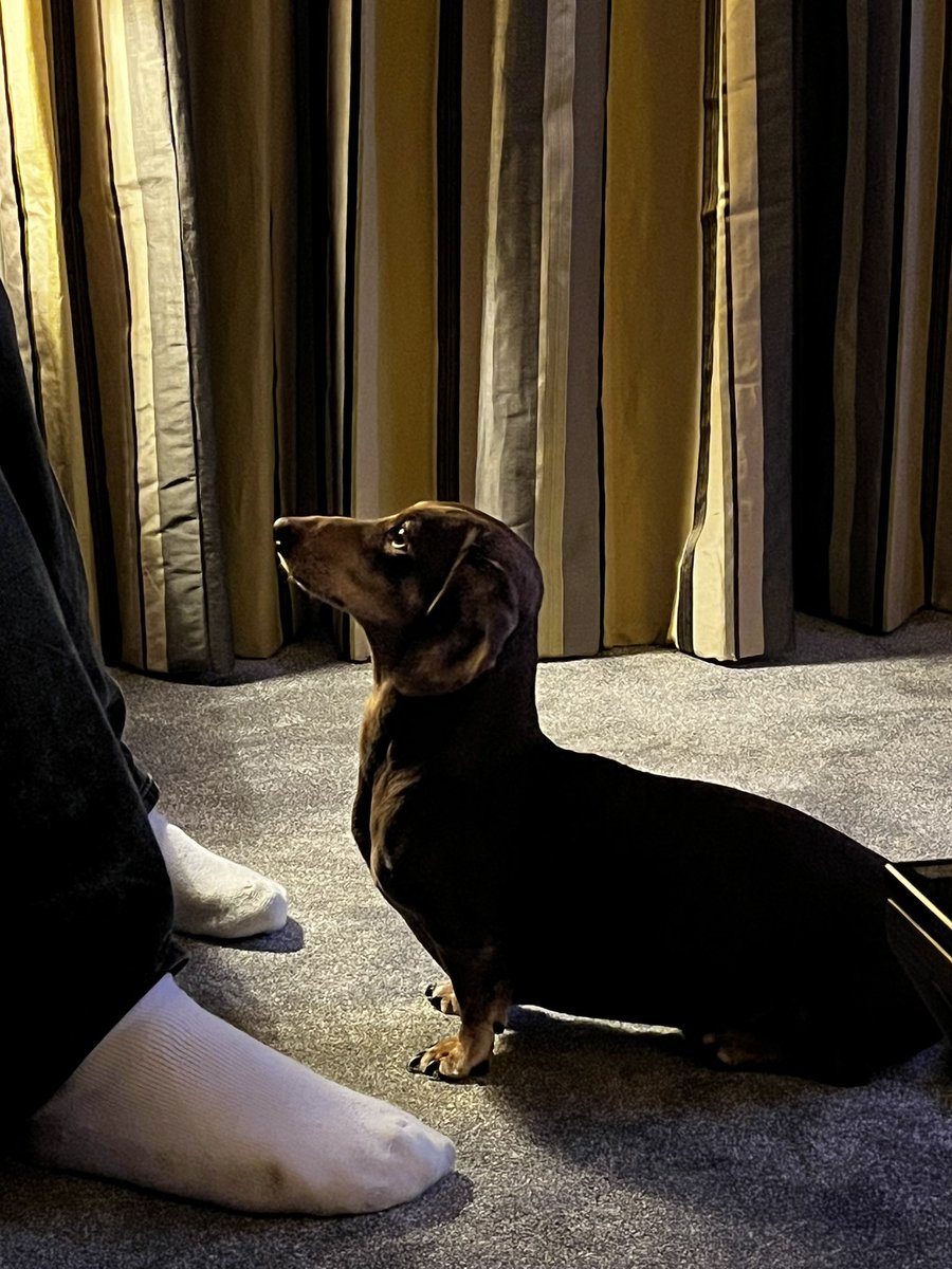 herrbutters's tweet photo. A loosely wrapped burrito is being eaten . I’m ready for any drops #opportunisticdog https://t.co/1OLRCPQY9n