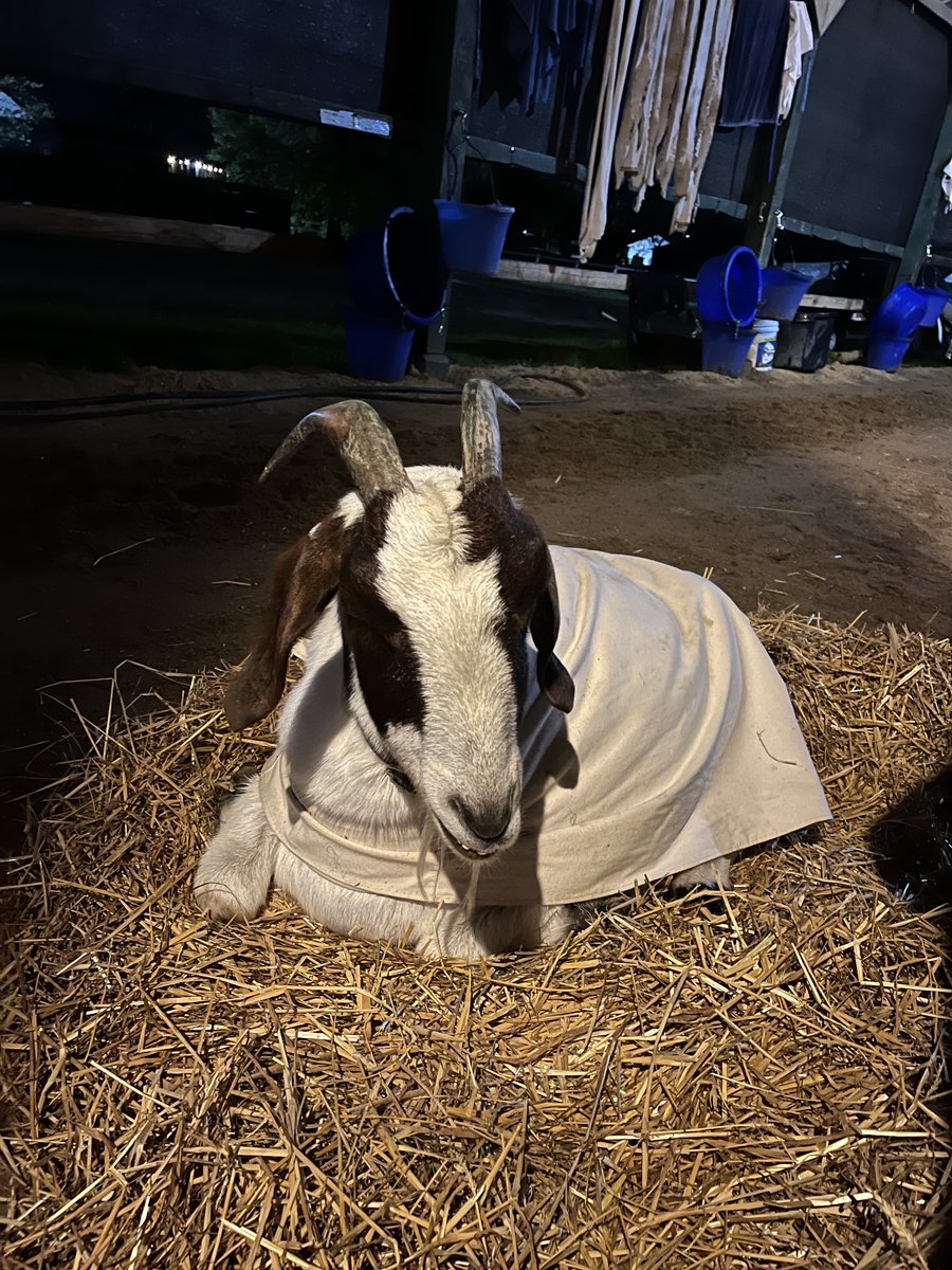 Jeffreybarngoat's tweet photo. I love ⁦@DelParkRacing⁩ but these chilly mornings are tough #goatblanket #40degrees ⁦@cibelliracing⁩ #springtime https://t.co/RZxUvqwJ6T