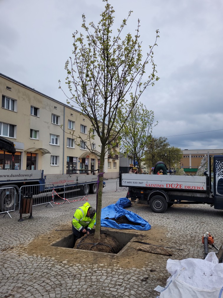 Przyjechały 😍 #Hrubieszów
#betonoza #stopbeton #drzewa