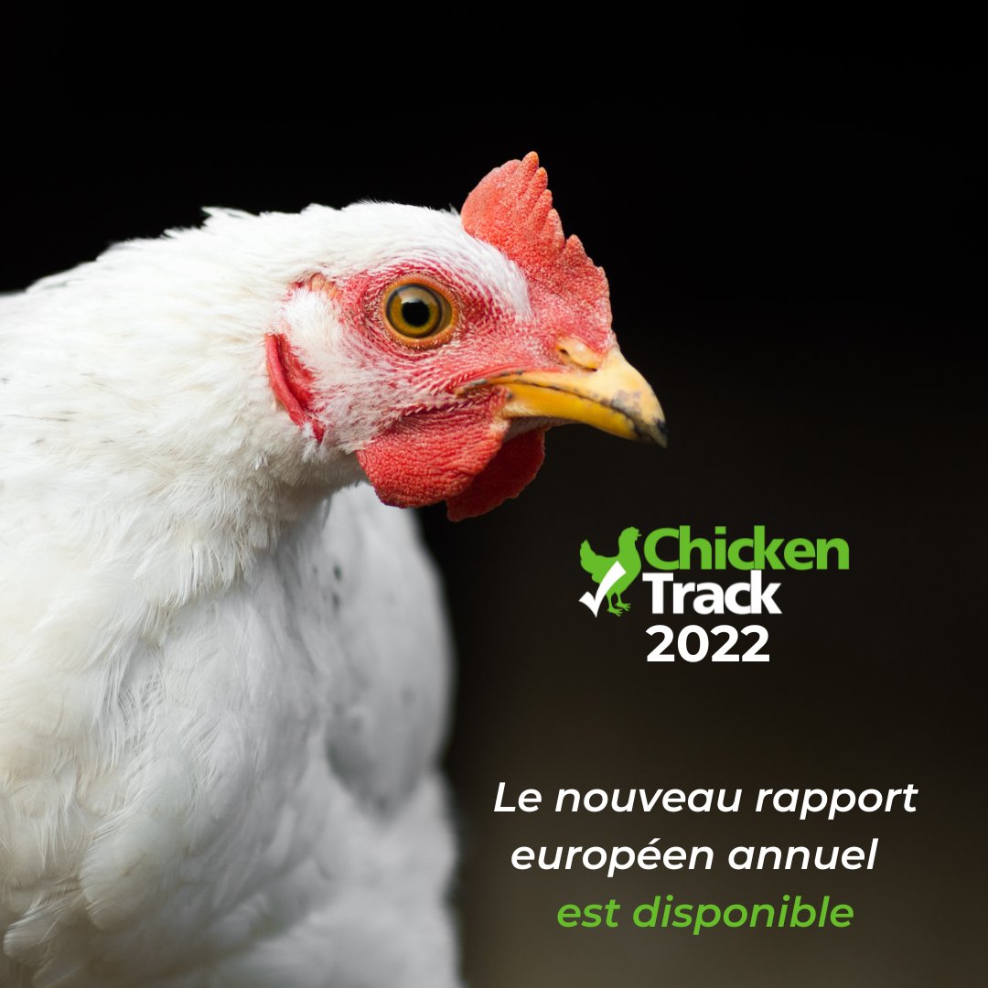 CIWF_FR's tweet photo. ⏰[NOUVEAU RAPPORT] ⏰

Notre rapport européen #ChickenTrack 🐔 mesure les progrès réalisés par 60 entreprises influentes dans l’amélioration du bien-être des #poulets élevés pour leur viande  
👉https://t.co/V4kVFsgExz

#BetterChickenCommitment https://t.co/uJDGBOpIIx