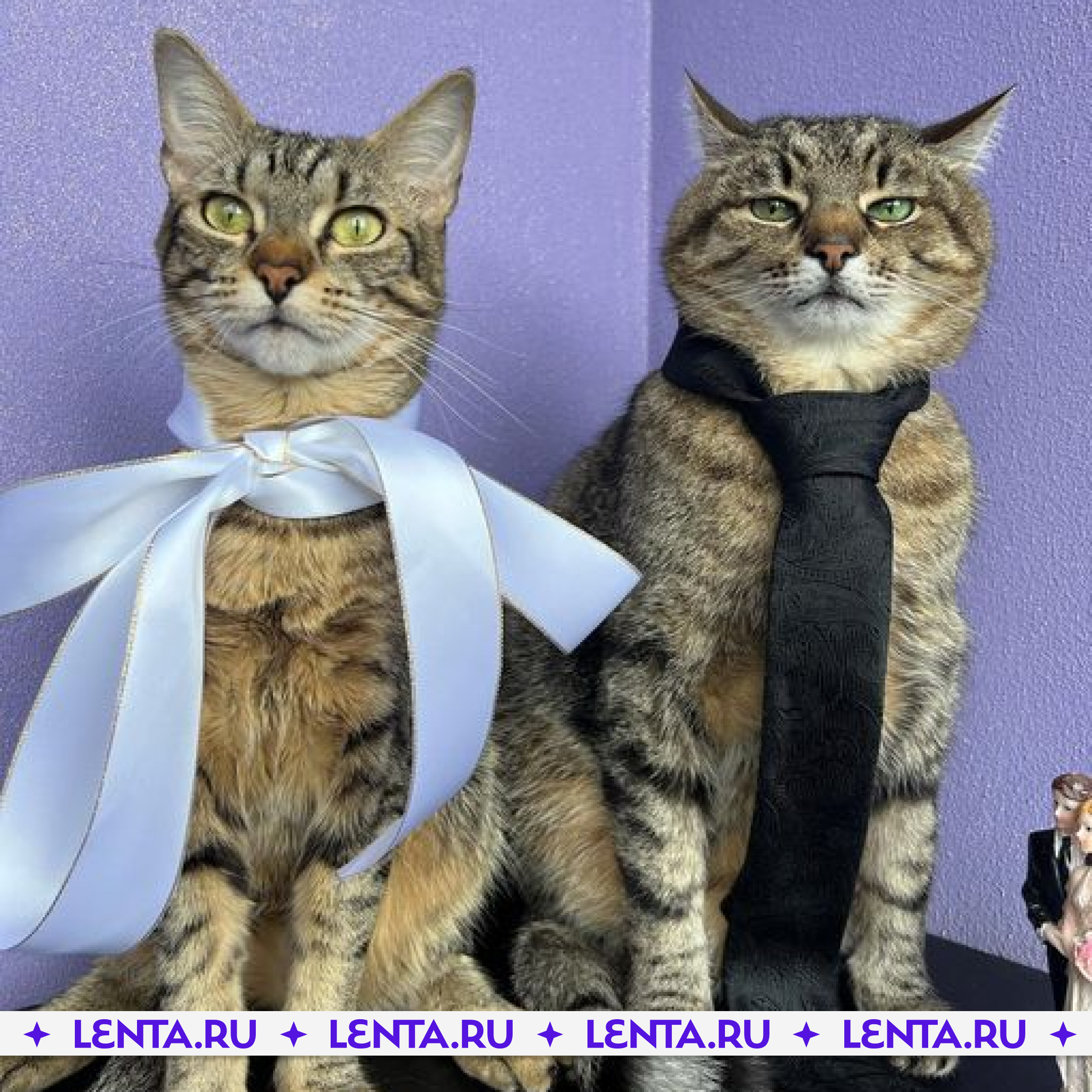 Кошачья свадьба