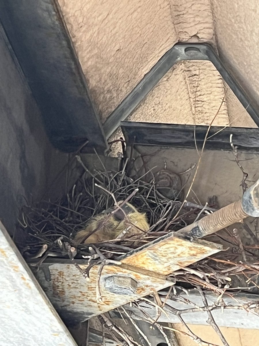 810_konkon's tweet photo. 孵化してヒナが2羽おった！

鳩のヒナはじめて見た https://t.co/nJquDiQaDh