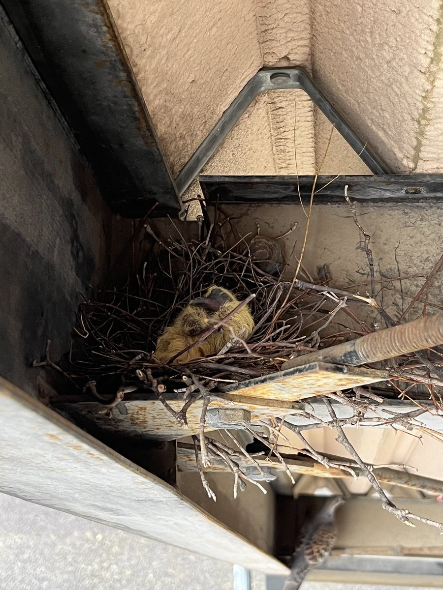 810_konkon's tweet photo. 孵化してヒナが2羽おった！

鳩のヒナはじめて見た https://t.co/nJquDiQaDh