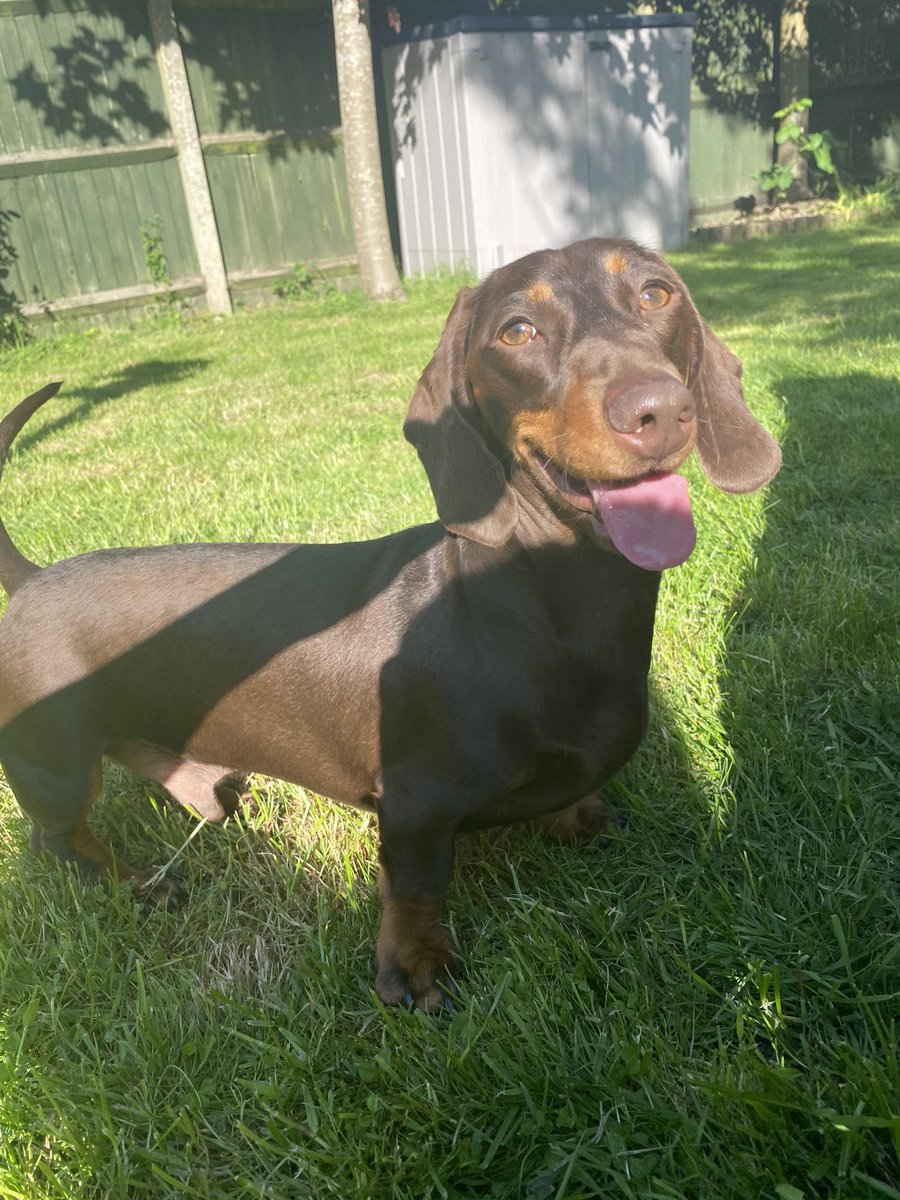 SamsBromOrp's tweet photo. We are so proud of our #SamarathonJack, who has completed this first part of his Marathon 24/7 challenge with a time of 3:45:37. We're sure that his big-hearted Digby will be listening hard, despite his injured ear. #NationalPetMonth https://t.co/w2vXz5mv66