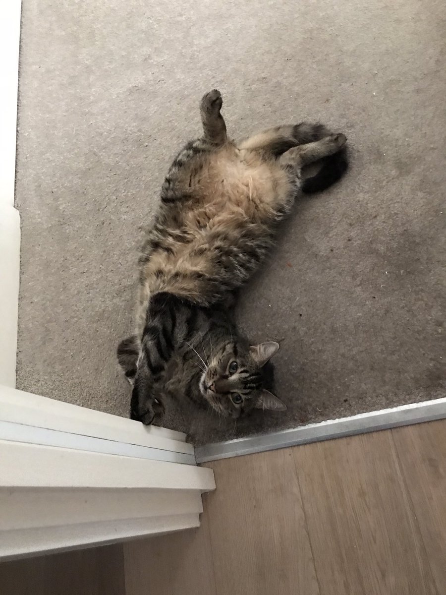 jason_tabby's tweet image. Looking at dad