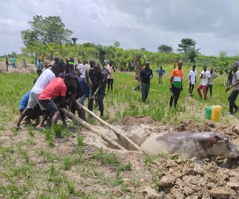 zapping_ci's tweet photo. #cotedivoire : Des agents des Eaux et Forêts avec l’appui des pompiers et de la population sauvent un hippopotame tombé dans un puit à N'zianouan

#minef #faunesauvage #hippopotame  #CIV #CEDEAO #eauxetforetsci https://t.co/xIrBeQfxLv