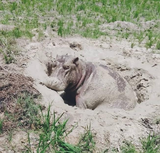 zapping_ci's tweet photo. #cotedivoire : Des agents des Eaux et Forêts avec l’appui des pompiers et de la population sauvent un hippopotame tombé dans un puit à N'zianouan

#minef #faunesauvage #hippopotame  #CIV #CEDEAO #eauxetforetsci https://t.co/xIrBeQfxLv