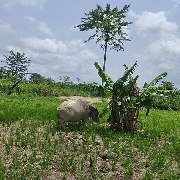 zapping_ci's tweet photo. #cotedivoire : Des agents des Eaux et Forêts avec l’appui des pompiers et de la population sauvent un hippopotame tombé dans un puit à N'zianouan

#minef #faunesauvage #hippopotame  #CIV #CEDEAO #eauxetforetsci https://t.co/xIrBeQfxLv