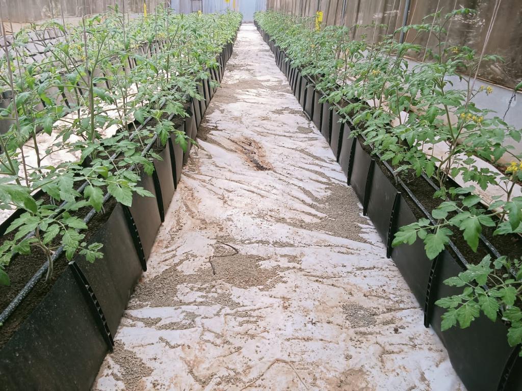 dr_kihato's tweet photo. @Fredmunene_ Quality  Tomato #seedlings

Country wide deliveries 🤝 

🔶 Tomato Terminator seedlings @ ksh 4 🔶

☎️0724471075 @Kalebndolo https://t.co/VnRFZdLkGi