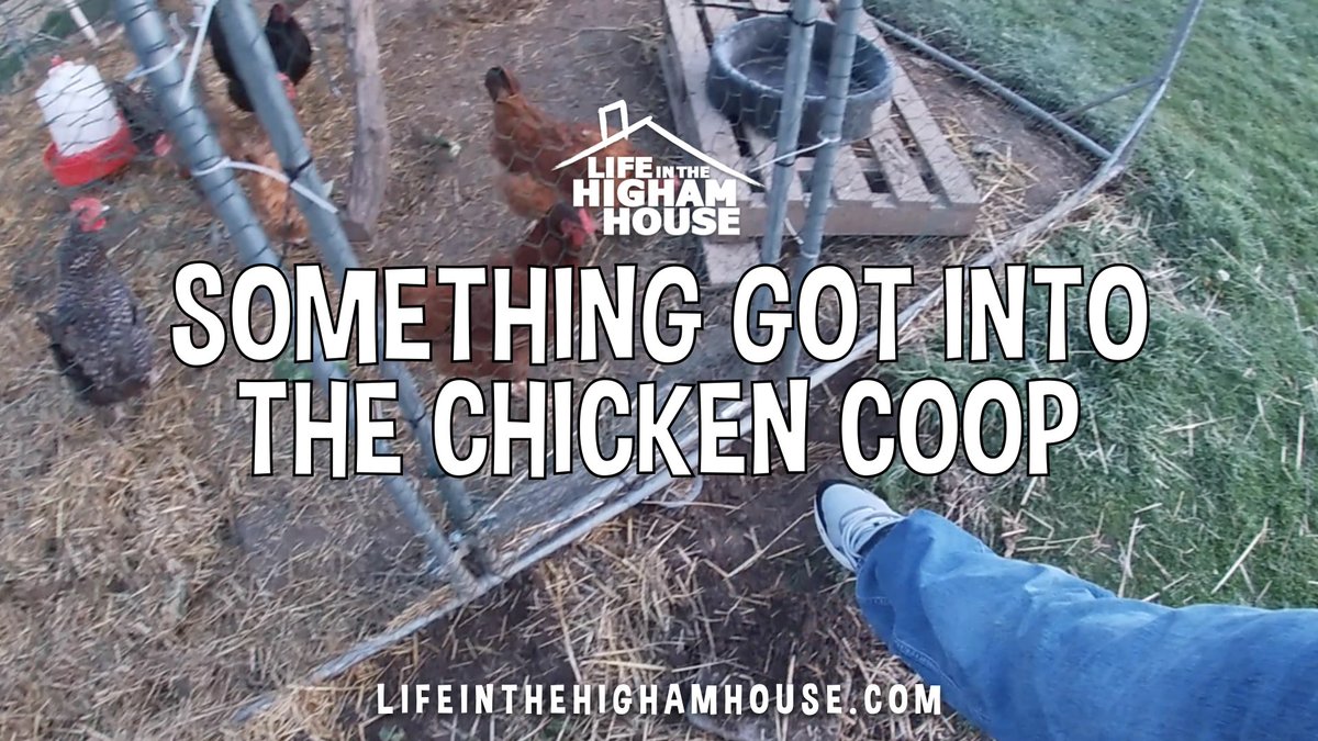 TheHighamFamily's tweet photo. Something Got into the Chicken Coop...
Check out our latest vlog post!
Copy this link, https://t.co/vx3TY9KeHC or click the link in our bio!

#lifeinthehighamhouse #blog #vlog #backyardfarm #homesteading #chickens #ducks #homestead #raisingchickens https://t.co/1QQlsLnt9T