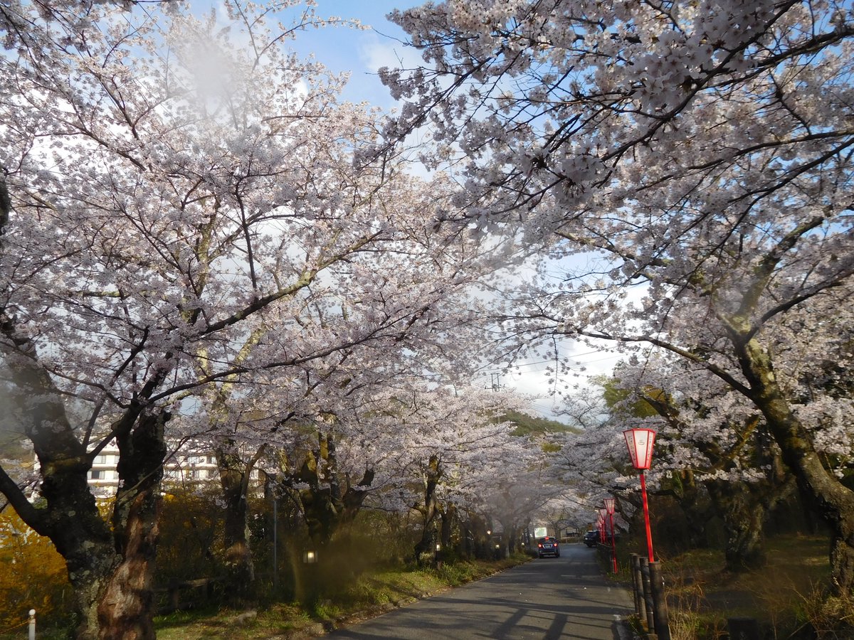 ブログ　岳温泉の桜〜二本松の桜2023 （2023年4月8日）orsinian.blog64.fc2.com/blog-entry-789…