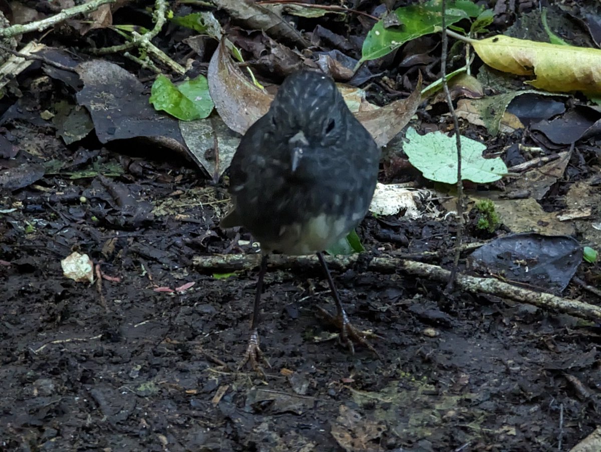 kakaconnz's tweet photo. It was lovely at Zealandia yesterday. Here are some photos.

Just a reminder that the Call for Flags for the badge challenge are still open. https://t.co/6XiXnKuOxi https://t.co/d5Y4CsmR0S