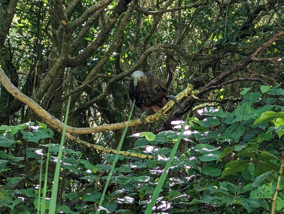 kakaconnz's tweet photo. It was lovely at Zealandia yesterday. Here are some photos.

Just a reminder that the Call for Flags for the badge challenge are still open. https://t.co/6XiXnKuOxi https://t.co/d5Y4CsmR0S