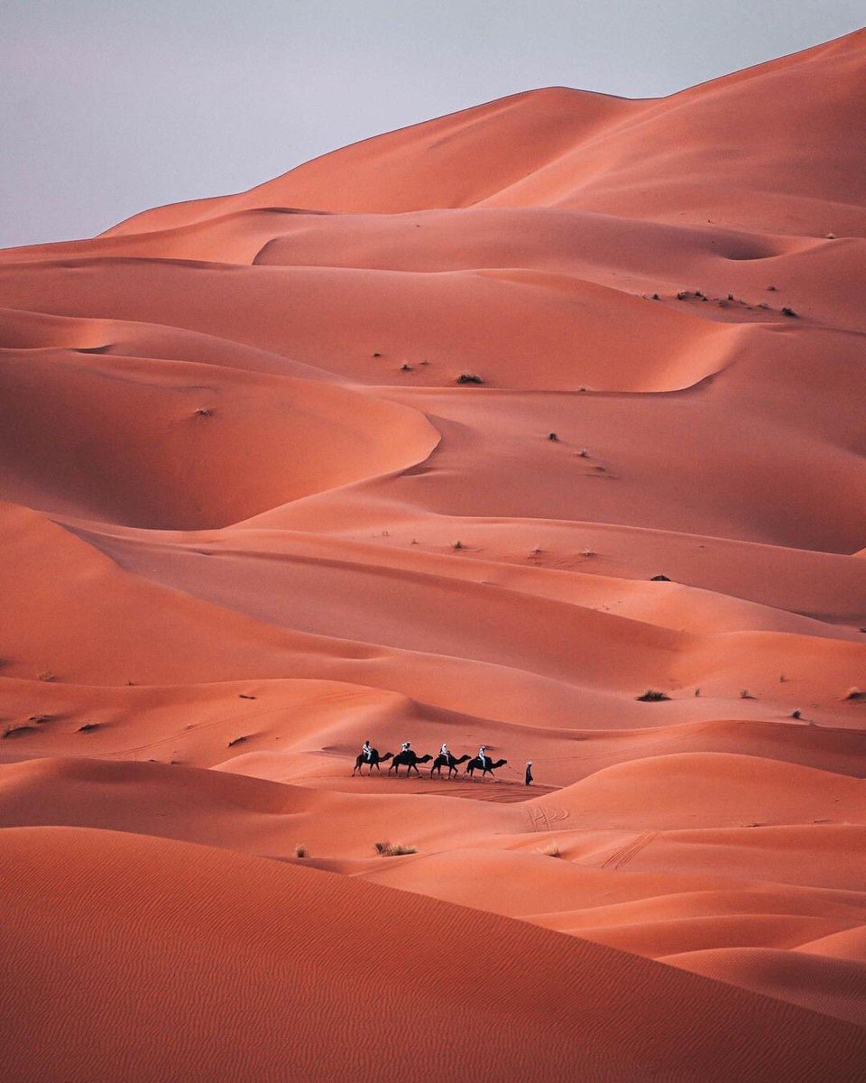 rachid0ahmadi1's tweet photo. 🇲🇦🇲🇦KINGDOM OF MOROCCO 🇲🇦🇲🇦 مشهد آسر لقوافل النمل فوق كثبان رمال الصحراء المغربية https://t.co/cyn0XiMhHA