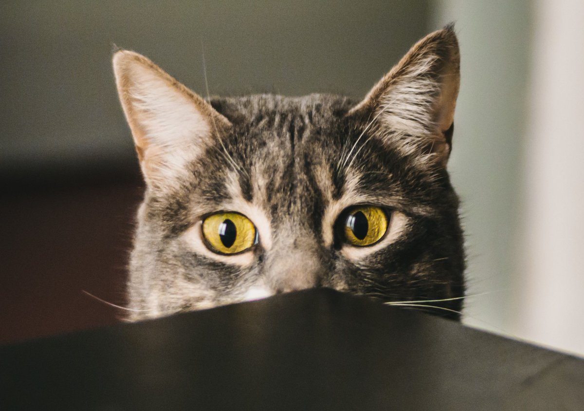 TechnologyOrg's tweet image. Fat #Quantum Cats: Heaviest Schrödinger Cat to Date - technology.org/2023/04/26/fat… #Physics #QuantumBits #QuantumMechanics #QuantumSuperposition #Schrödinger039sCat