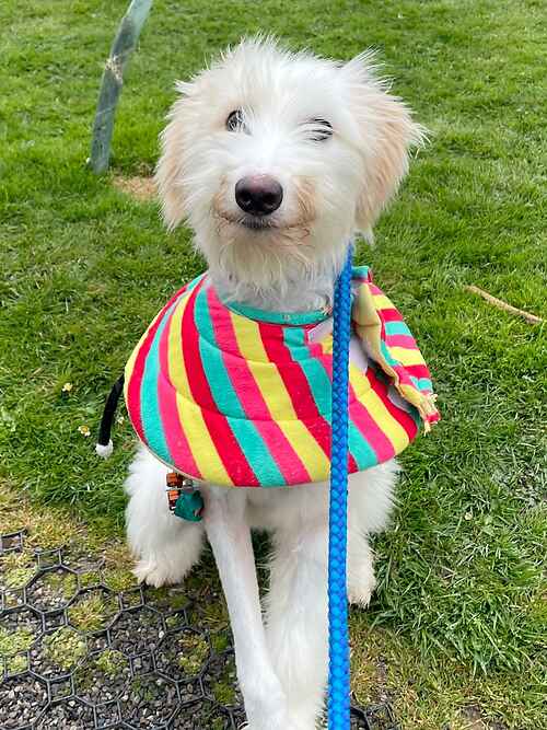 AdoptionsUk's tweet photo. Please retweet to help Josie find a home #KENT #UK   Sweet Lurcher pup aged 7 months. Sadly she's been involved in a car accident. The shelter has paid to fix her leg.    
Please contact the shelter for more details, let's get her in a home asap. 
DETAILS
https://t.co/isJIm3enoy https://t.co/6hDZrybLb8