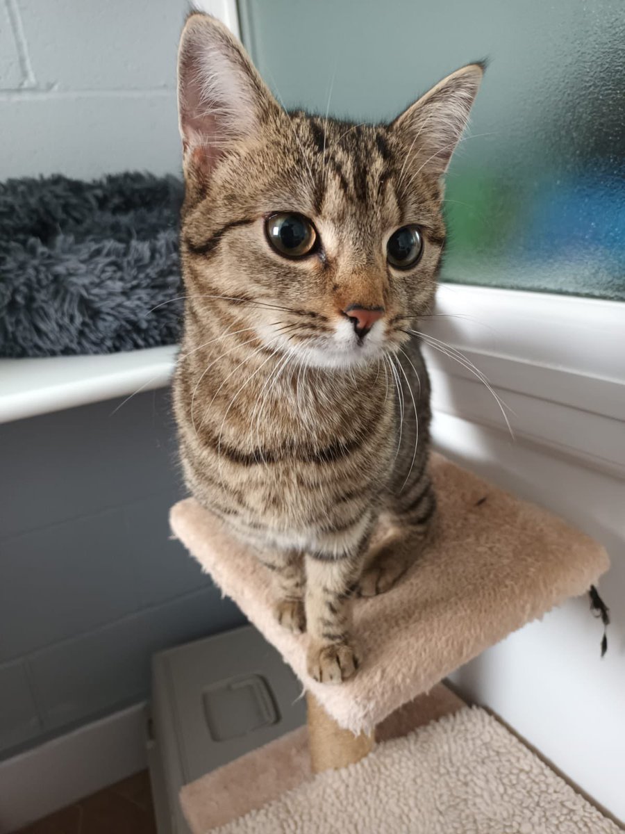 saarescue's tweet photo. Do you recognise this cat?👀

A gentleman found her in his wheel arch after travelling from Birkenhead to Central Manchester!!

He didn't make any stops, so we suspect she has come all the way from Birkenhead in the wheel arch. She isn't chipped. https://t.co/KSNTQRGEdD