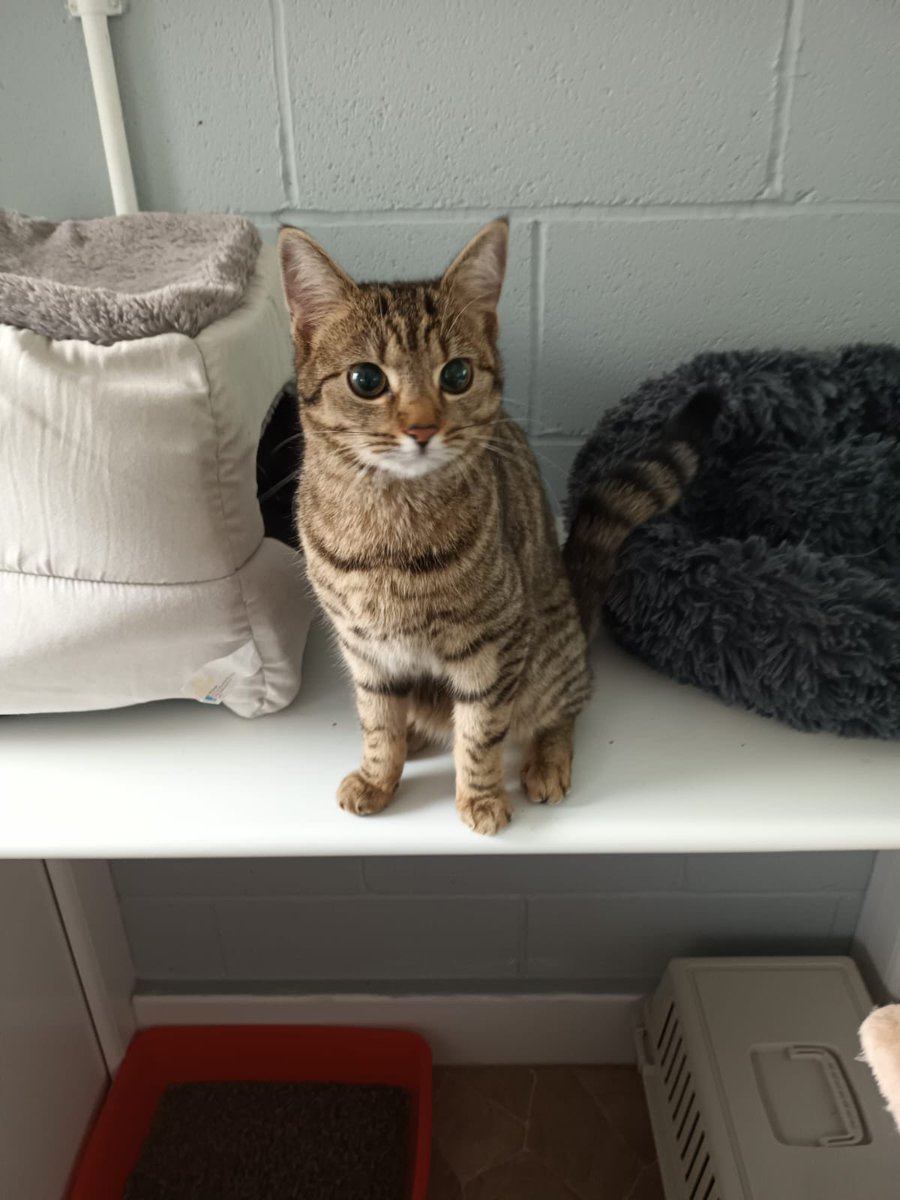 saarescue's tweet photo. Do you recognise this cat?👀

A gentleman found her in his wheel arch after travelling from Birkenhead to Central Manchester!!

He didn't make any stops, so we suspect she has come all the way from Birkenhead in the wheel arch. She isn't chipped. https://t.co/KSNTQRGEdD