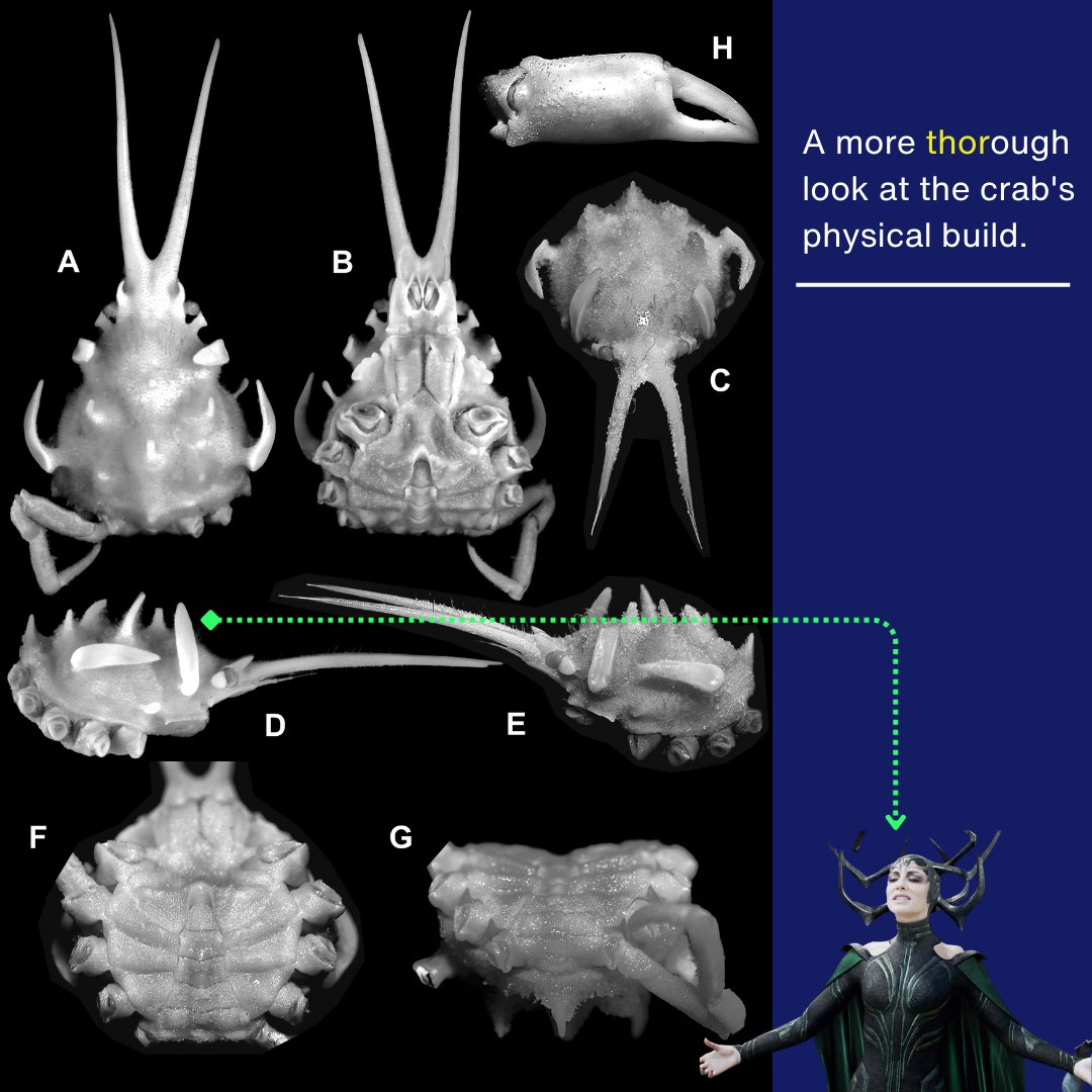 NUS Tropical Marine Science Institute tweet media