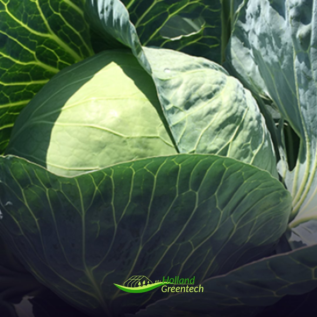 HGTRwanda's tweet photo. 🎙#KnowYourVariety🎙
#BluesmaRZF1
- White 🥬
- 70 days after transplanting
- Strong against #BlackRot
- Perform best during warm, & humid summer conditions
- Head weight: 1.5-4Kg
- Ideal for #FreshMarkets and #Supermarkets
#AchieveTheNextStep in #Horticulture
📲0781449656 https://t.co/EhzfeSCUut