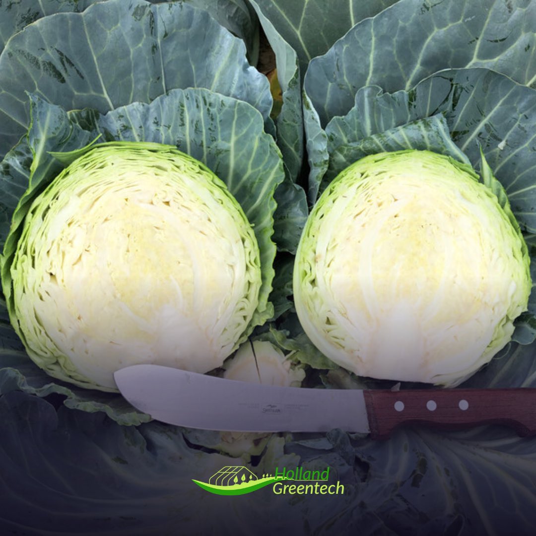 HGTRwanda's tweet photo. 🎙#KnowYourVariety🎙
#BluesmaRZF1
- White 🥬
- 70 days after transplanting
- Strong against #BlackRot
- Perform best during warm, & humid summer conditions
- Head weight: 1.5-4Kg
- Ideal for #FreshMarkets and #Supermarkets
#AchieveTheNextStep in #Horticulture
📲0781449656 https://t.co/EhzfeSCUut