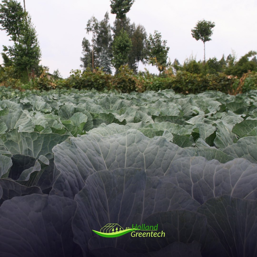 HGTRwanda's tweet photo. 🎙#KnowYourVariety🎙
#BluesmaRZF1
- White 🥬
- 70 days after transplanting
- Strong against #BlackRot
- Perform best during warm, & humid summer conditions
- Head weight: 1.5-4Kg
- Ideal for #FreshMarkets and #Supermarkets
#AchieveTheNextStep in #Horticulture
📲0781449656 https://t.co/EhzfeSCUut