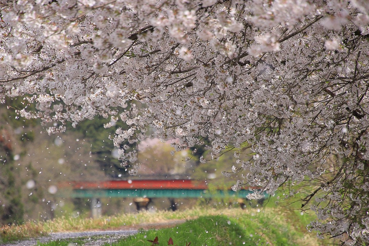 yuske0817's tweet photo. 秒速5センチメートル。。。
桜の花びらの落ちるスピードと言われています。新海誠監督作品「秒速5センチメートル」より
列車待ちの桜吹雪。。。
こんな時に、列車は来ない・・・(^_^;)
2023.04.19.撮影。
#桜 #桜吹雪 #只見線 #只見線沿線風景 #魚沼市 #新潟県 #cherryblossom #tadamiline #springhass https://t.co/MynJBH9c2k