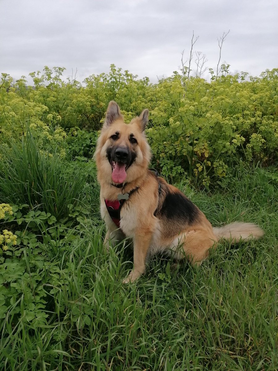 I've really missed nice long walks with Lara 💚 pregnancy and having a baby have halted that, but we had a nice coastal walk this morning finished with a treat 🐕‍🦺🍪 #gsd #coast #walkies