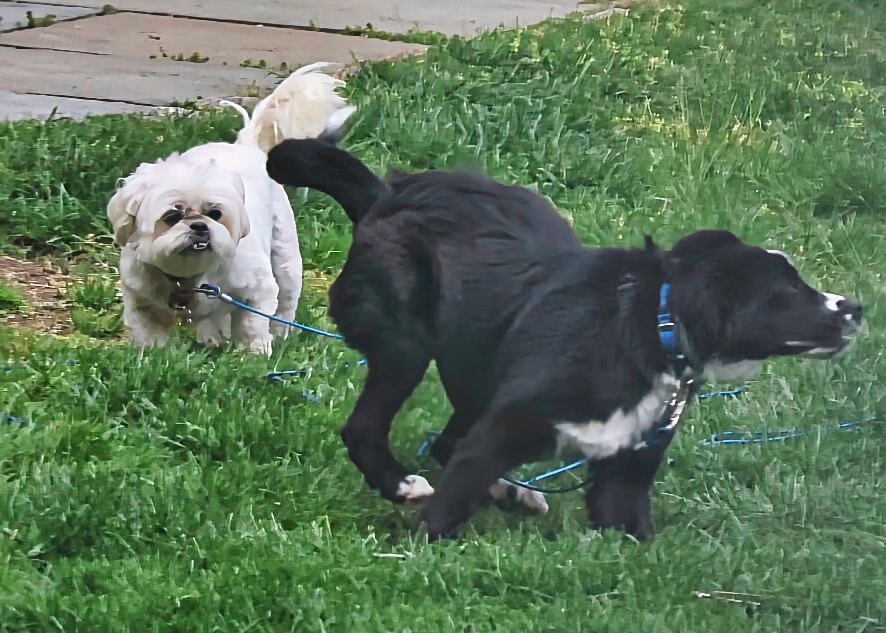 The neighbor #dogs frolicking together. #puppy #mademelaugh #TrumbullCT
