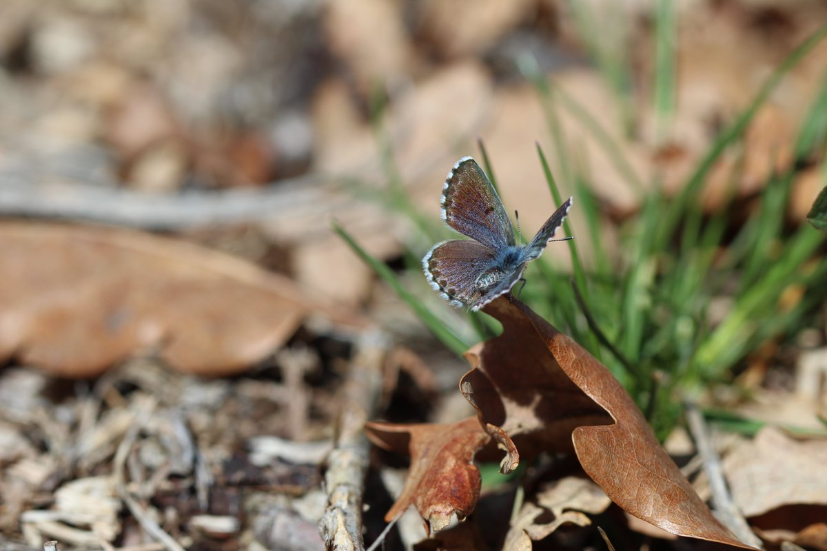 SolBrasseur's tweet photo. 📍WP5 French study site of St Christol
🗓️24 april 2023
@holisoils @imbe_marseille 

Spring is here !
(@MenivalClaire is not a good reference to estimate temperature, she is always cold) https://t.co/6VHRN2SWKC