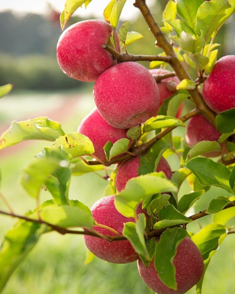 We love apple season in the Southern Forests 🍏🍎🍏 

So many great varieties. We're talking Pink Lady's, Bravo, Granny Smith, Royal Gala - we love them all. Do you have a fav?

#genuinelysouthernforests #appleseason #homeofthepinklady #homeofbravo #bra… instagr.am/p/CrfsbcwpCJf/