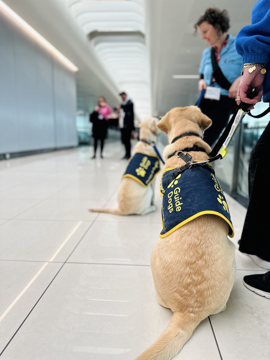 STN_Airport's tweet photo. It's #InternationalGuideDogDay, and @STN_Airport welcomed some very special 'pawsengers' this week! 🐾 

7 Guide Dog puppies em-BARK-ed on the customer journey, exposing them to the busy airport environment. ✈️

The 🐶's will soon be a companion to someone living with sight loss. https://t.co/LCrN1we07s